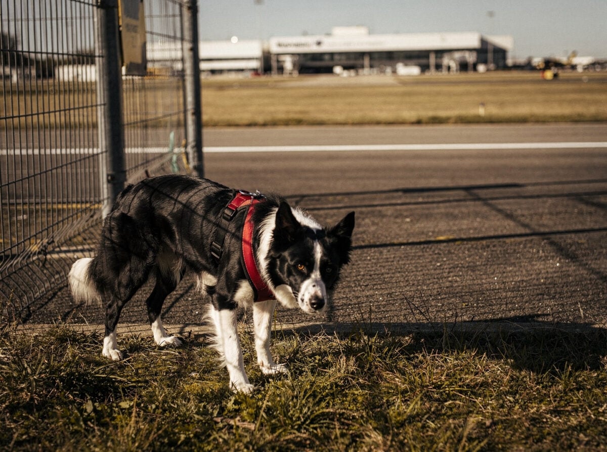 An airfield perimeter at midday, with a border collie actively patrolling near a fence line, scanning for wildlife.