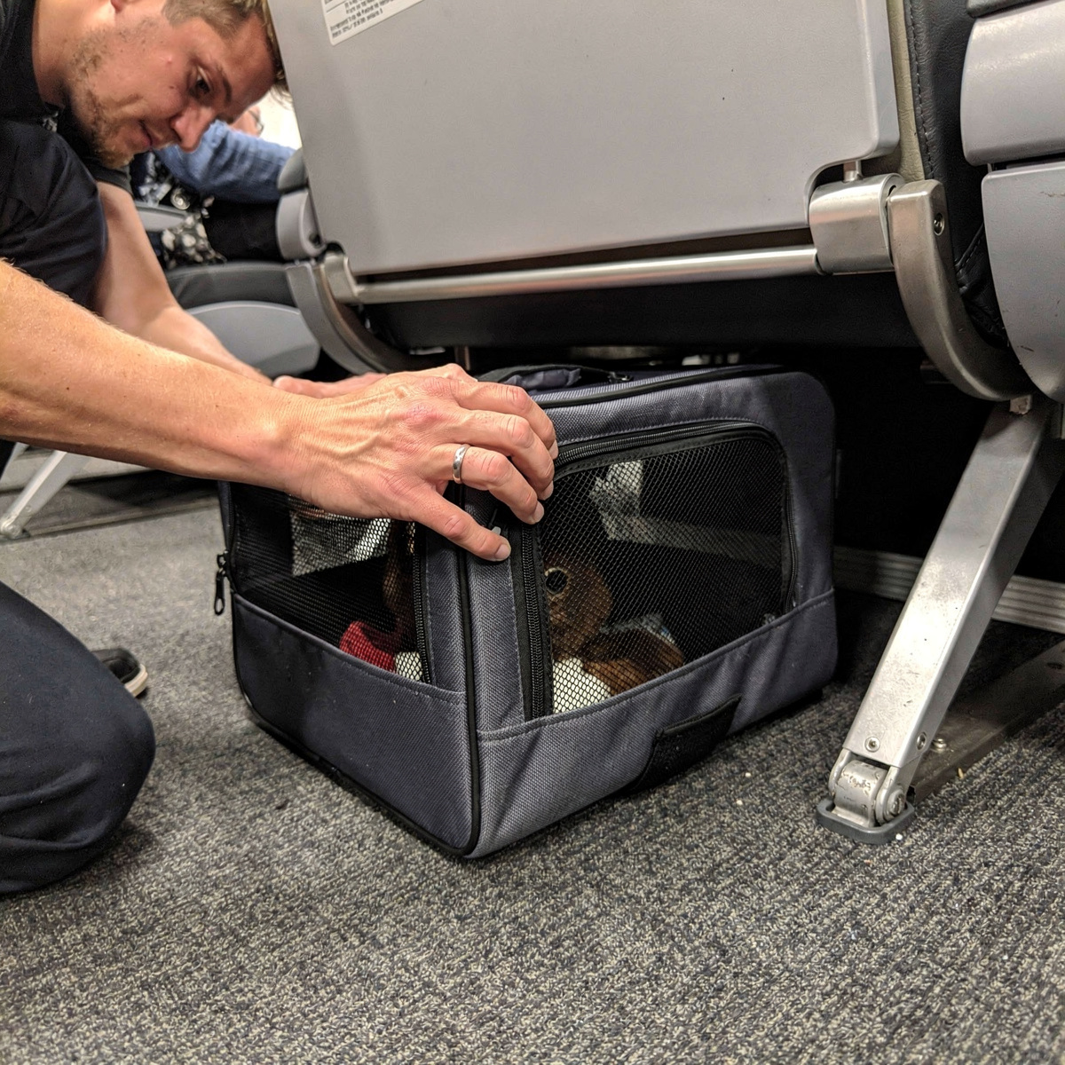A traveler's hand holds a pet carrier under an airline seat in a generic economy cabin, illuminated by standard overhead lighting.