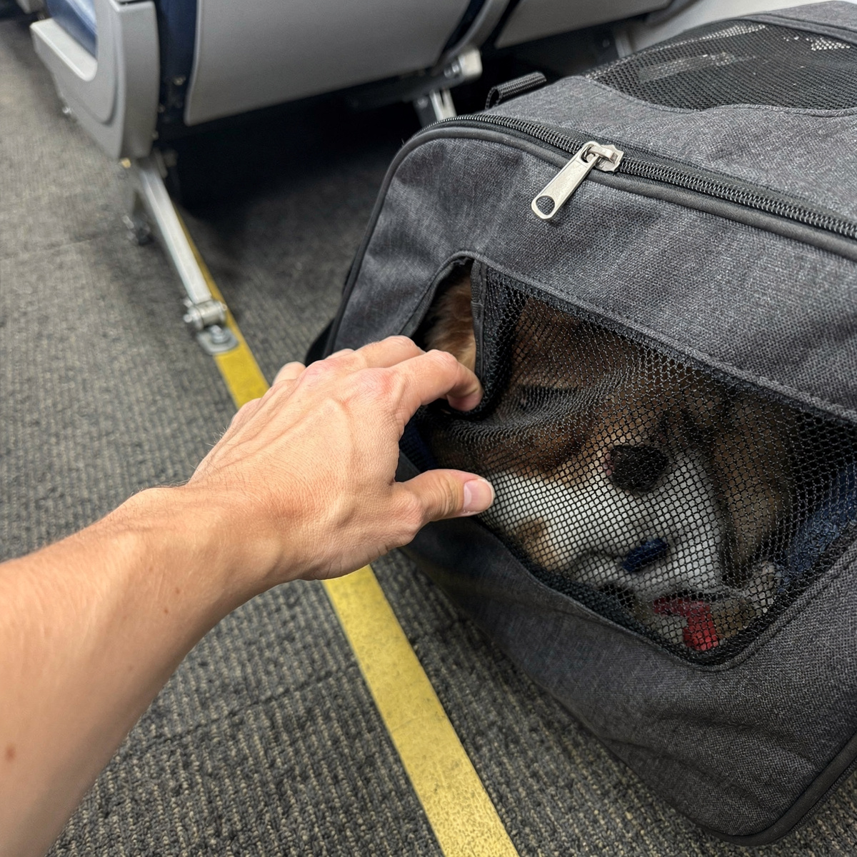 A passenger's hand reaches into a soft-sided pet carrier on the floor of an aircraft cabin, during an overcast day.